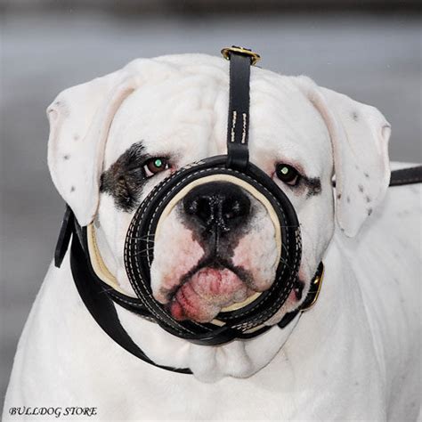 american bulldog muzzle